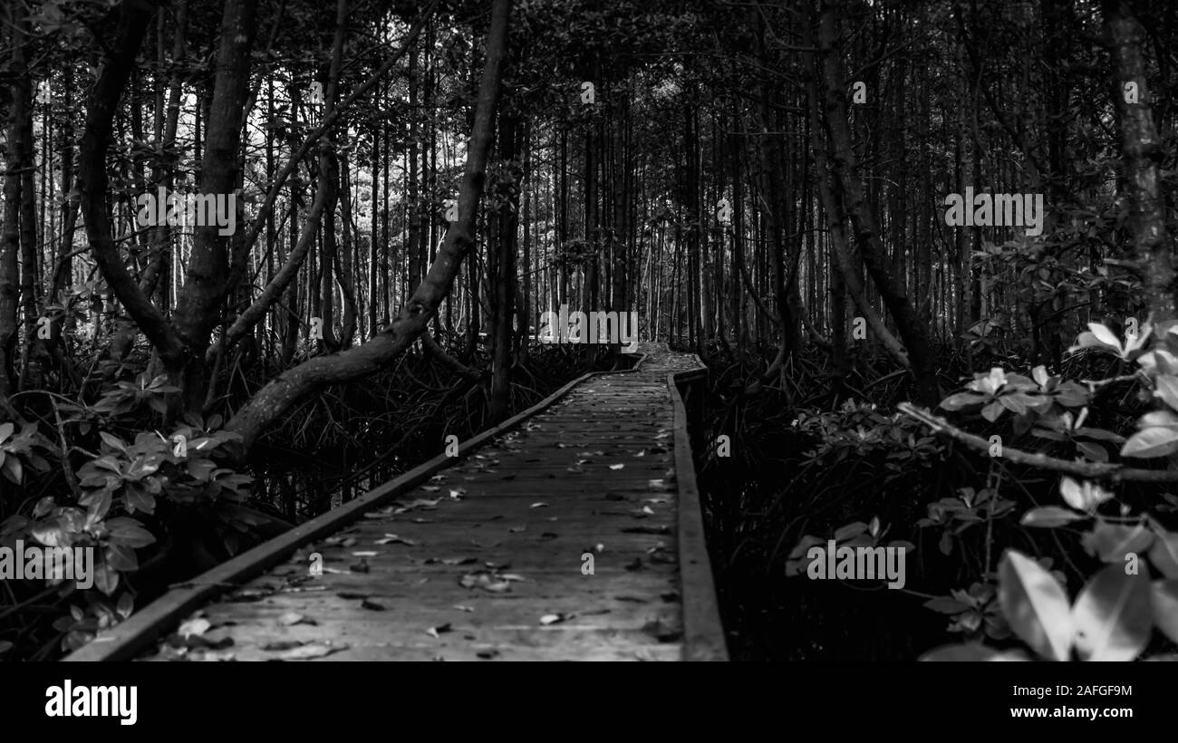 Il Boardwalk / percorso di legno modo circondato da piante di mangrovia in Kutai National Park, Indonesia Foto Stock