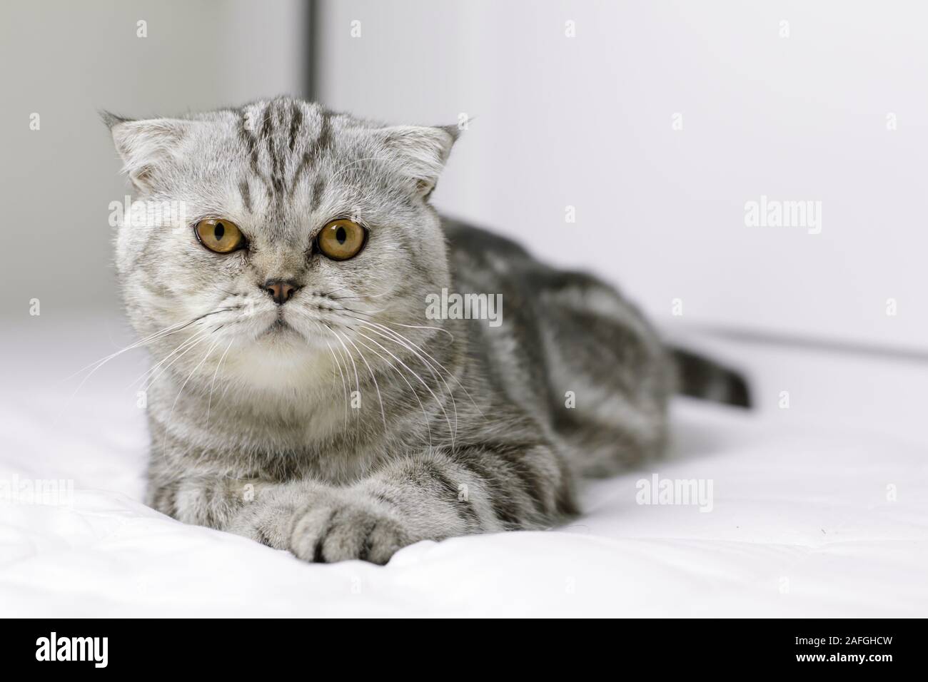 Scottish Fold cat sono squat su bianco letto in camera. Gatto grigio con bei modelli. Gatto stanno fissando. Foto Stock