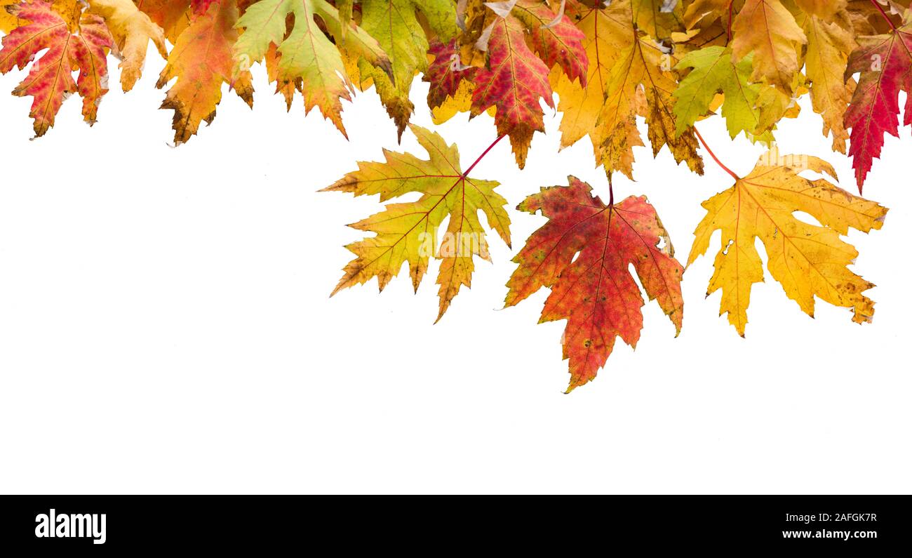 Foglie di autunno sfondo, albero piano lascia in bianco su sfondo isolato Foto Stock