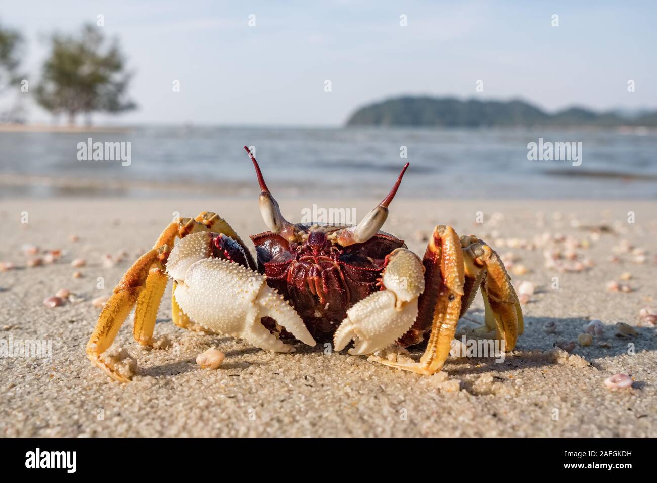 Granchio di mare sulla spiaggia tropicale vicino fino Foto Stock