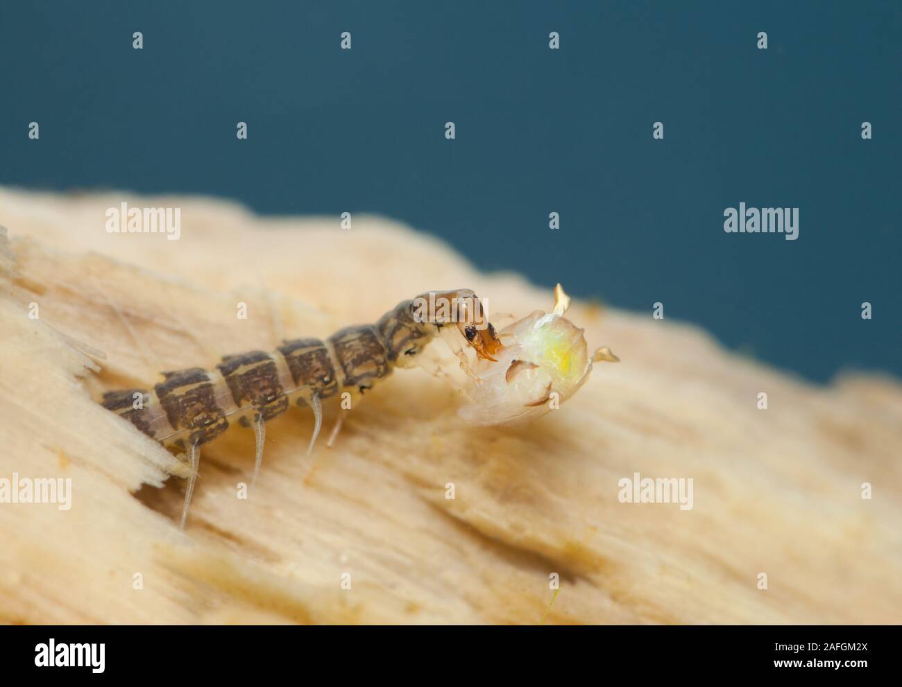 Whirligig beetle larva con la preda Gyrinus (sp) Foto Stock