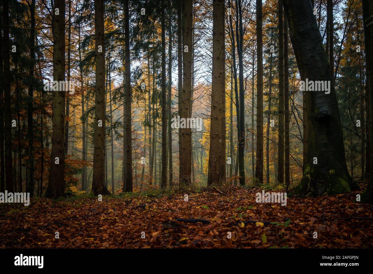 Dark tronchi di alberi in un misto di autunno foresta con foglie colorate, natura stagionale del paesaggio in Germania settentrionale Foto Stock