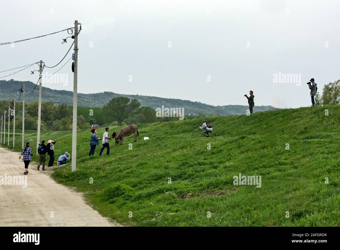 Ivanovo, Serbia, 15 aprile 2018. Un gruppo di fotografi sono fotografare un rurale pascolo asino in natura. Foto Stock