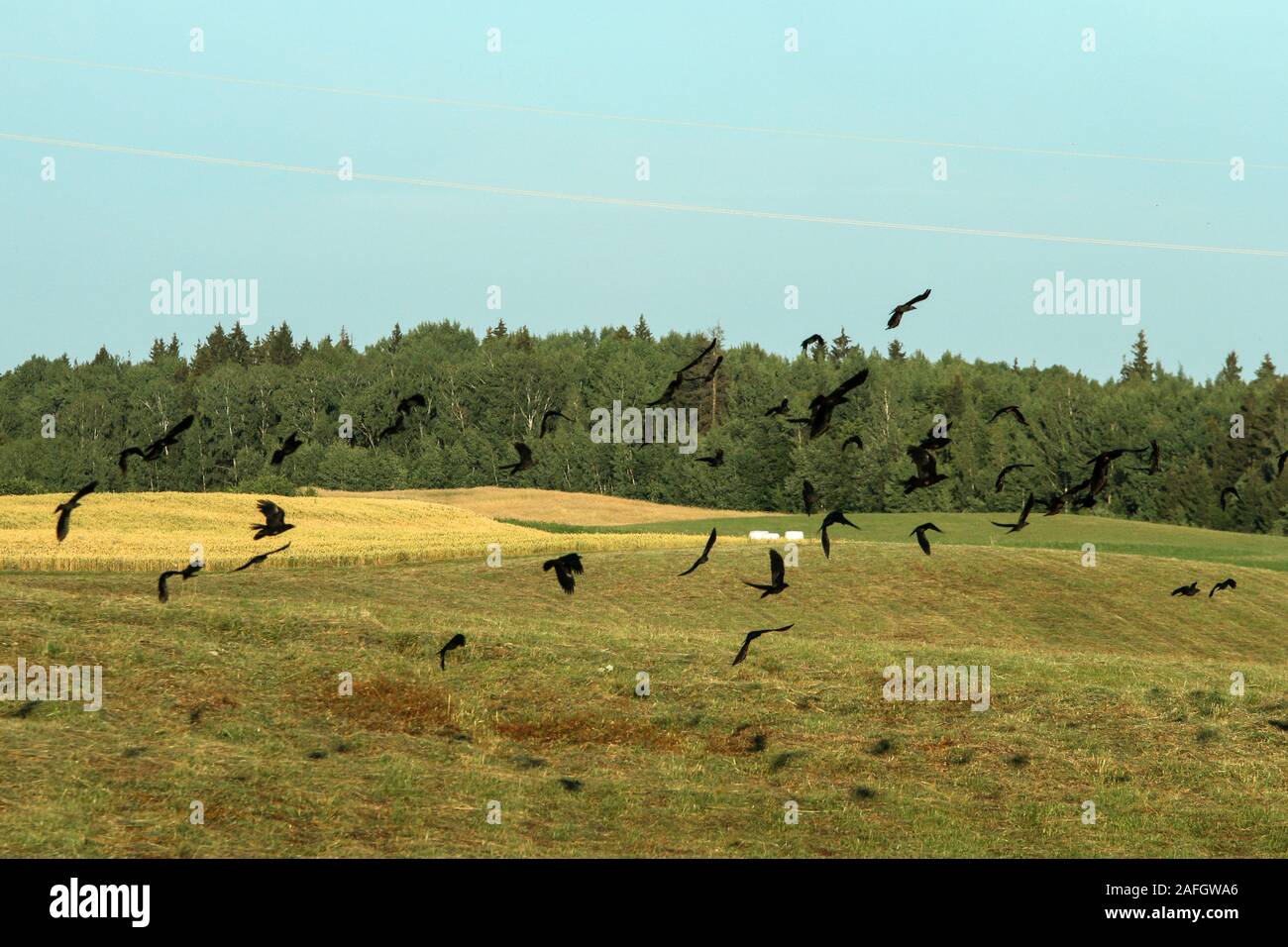 L'immagine dal paesaggio lituano presi in una bella estate. Mostra un gregge di corvi volare sopra i campi. Foto Stock