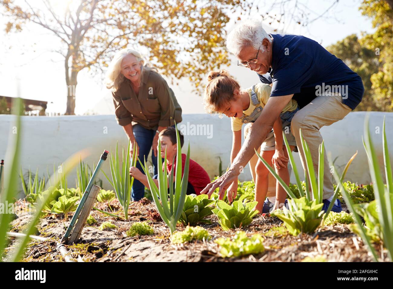 Nipoti aiutando i nonni a guardare dopo le verdure sul riparto Foto Stock