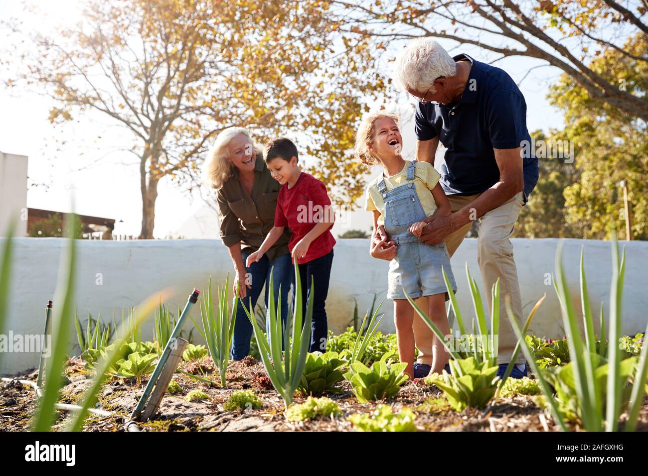 Nipoti aiutando i nonni a guardare dopo le verdure sul riparto Foto Stock