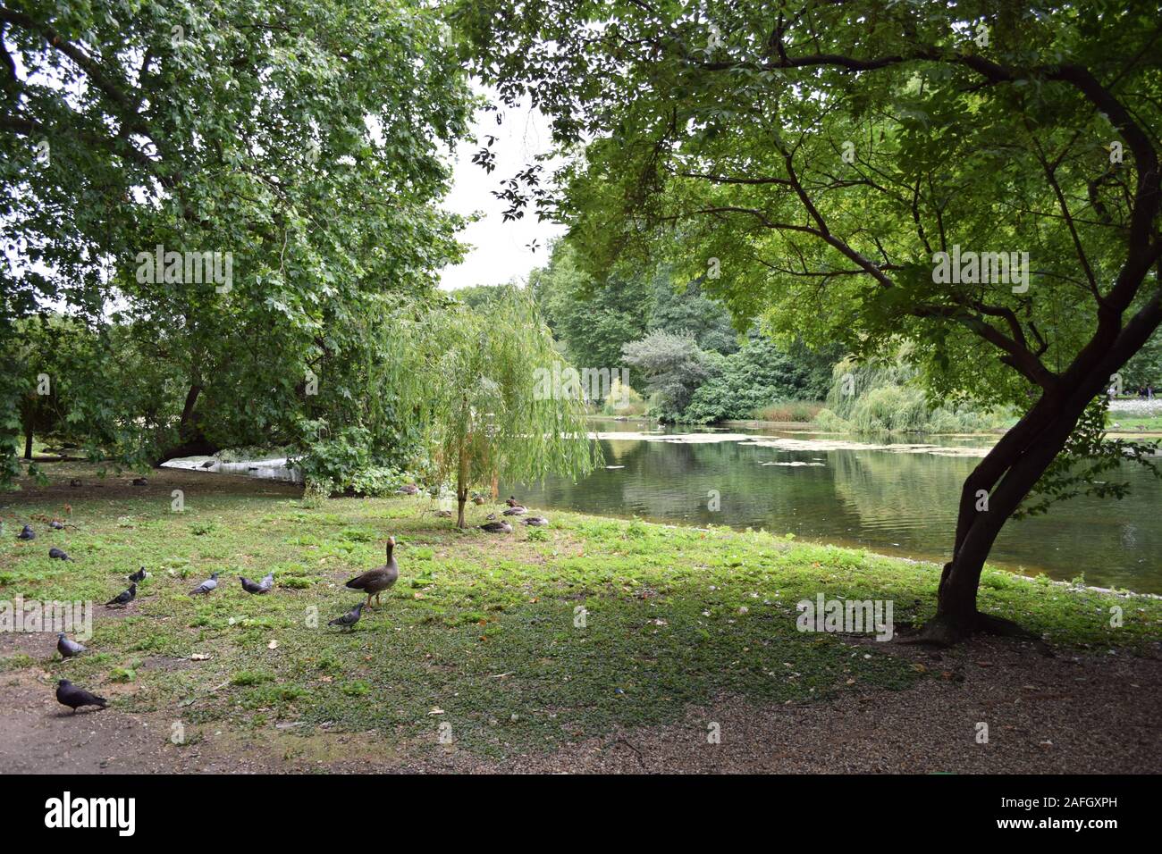 Grazioso scenario di uccelli che pendono fuori nel parco a Londra, Regno Unito Foto Stock