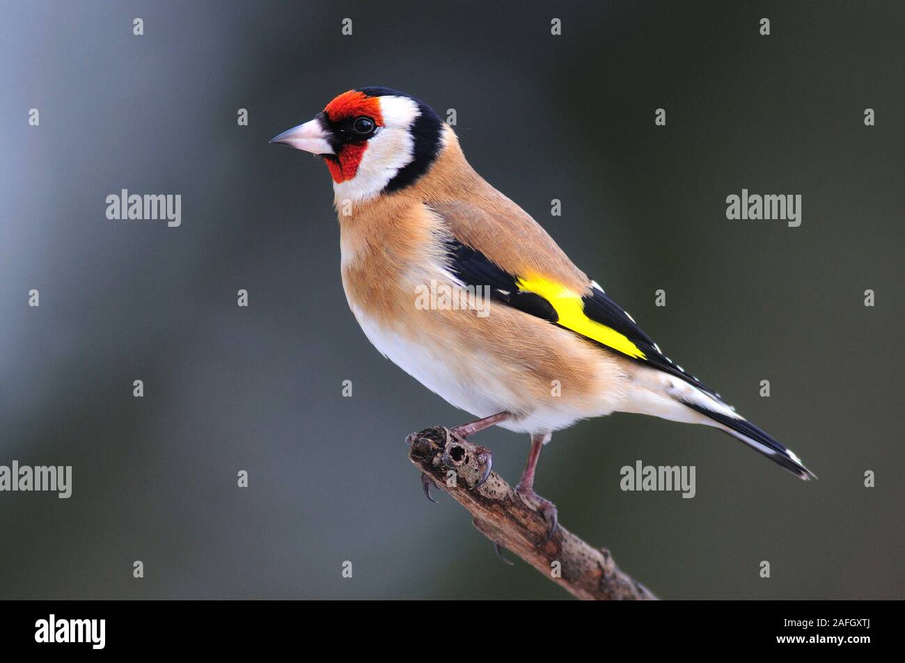 Cardellino Foto Stock