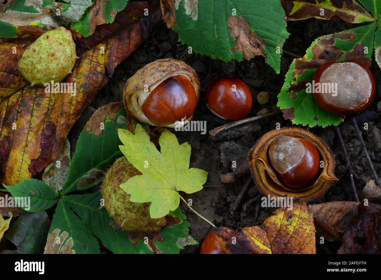Ippocastani in figliata di foglia Foto Stock