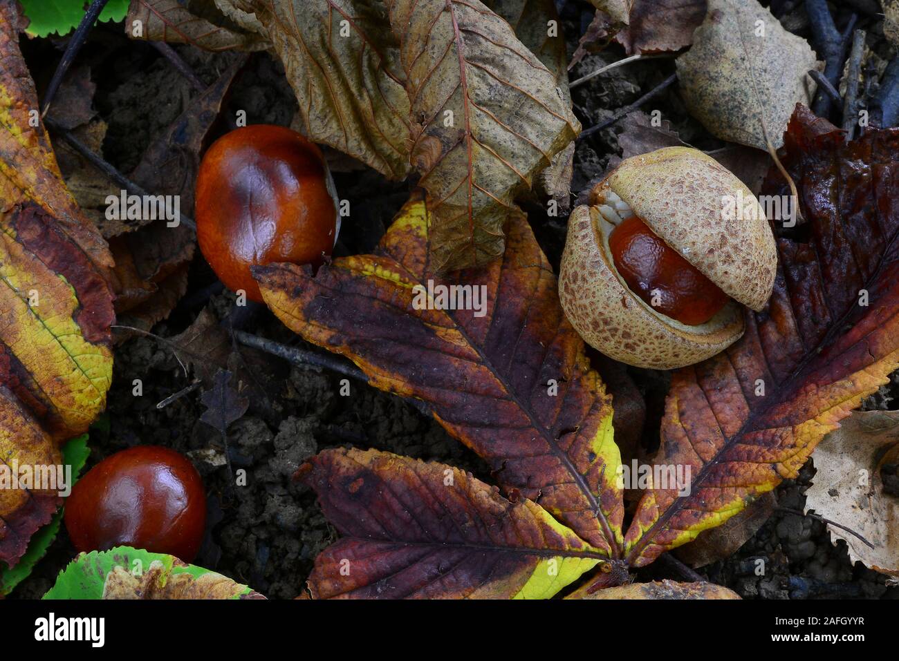 Ippocastani in figliata di foglia Foto Stock