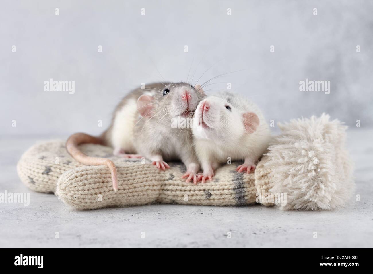 Bella coppia di ratto in inverno i guanti. Anno Nuovo 2020 simbolo. Foto Stock