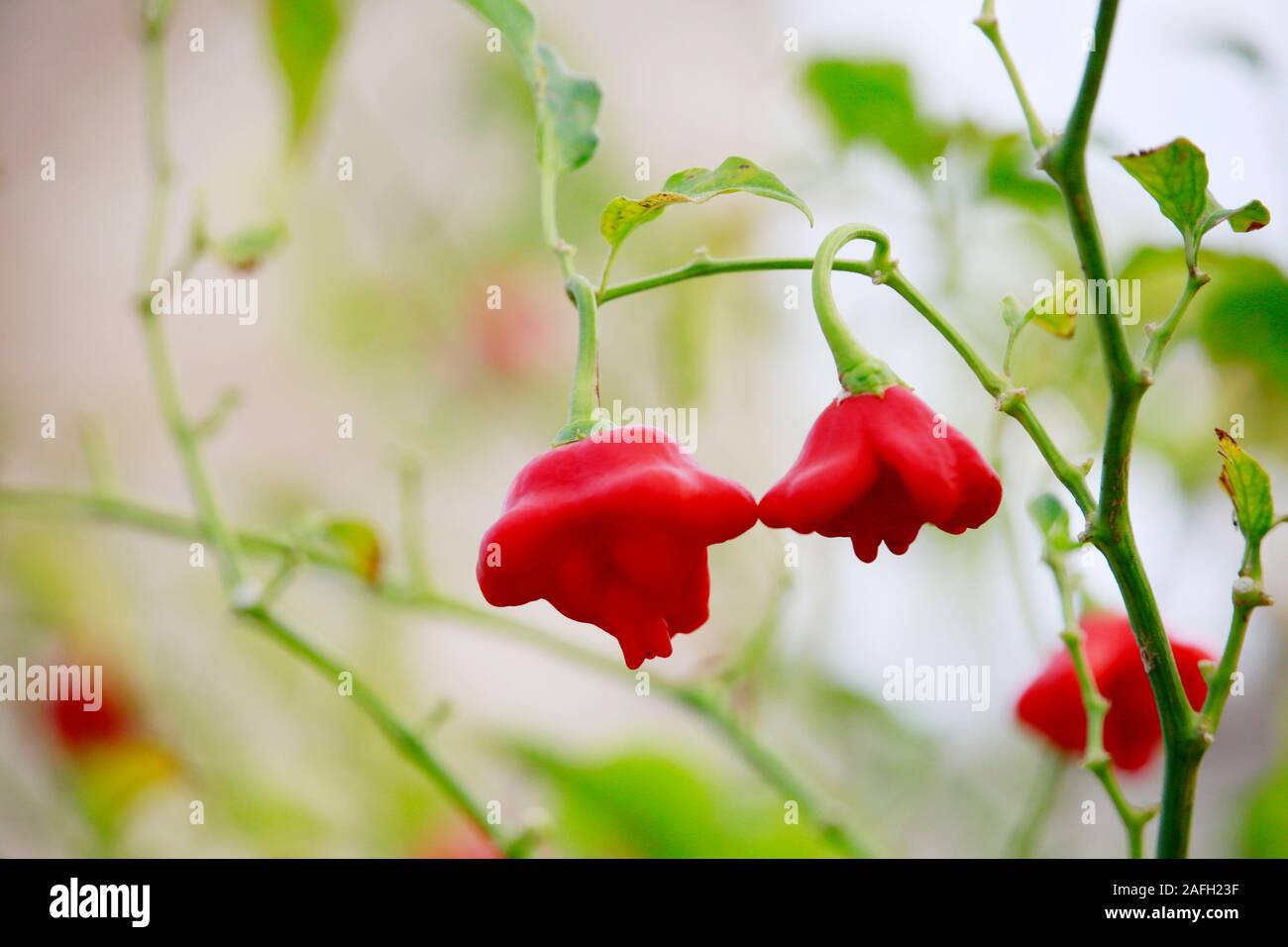 Glockenchili (Capsicum baccatum), Pflanze mit reifen Früchten, Tatlisu, Türkische Republik Nordzypern Foto Stock