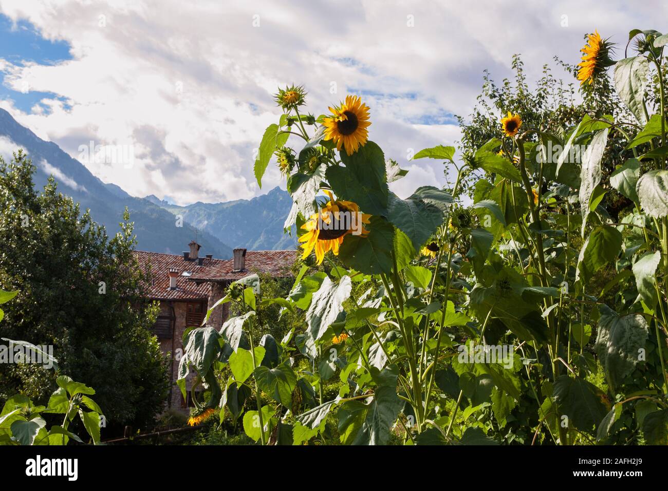 Girasoli, Via Ettore Fieramosca, Canale di Tenno, Trentino-Alto Adige, Italia Foto Stock