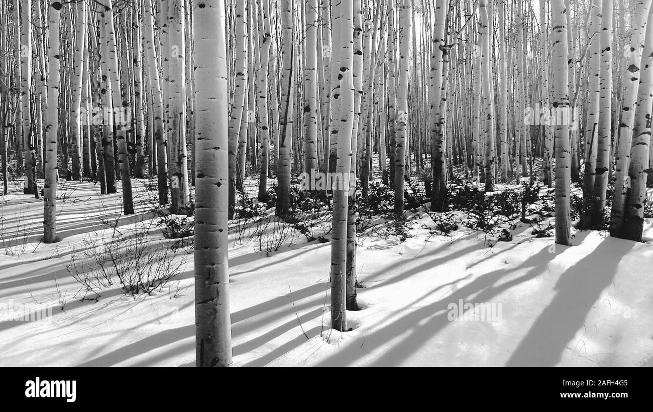 Paesaggio di una foresta con alberi alti coperti nel neve durante il giorno sotto la luce del sole Foto Stock