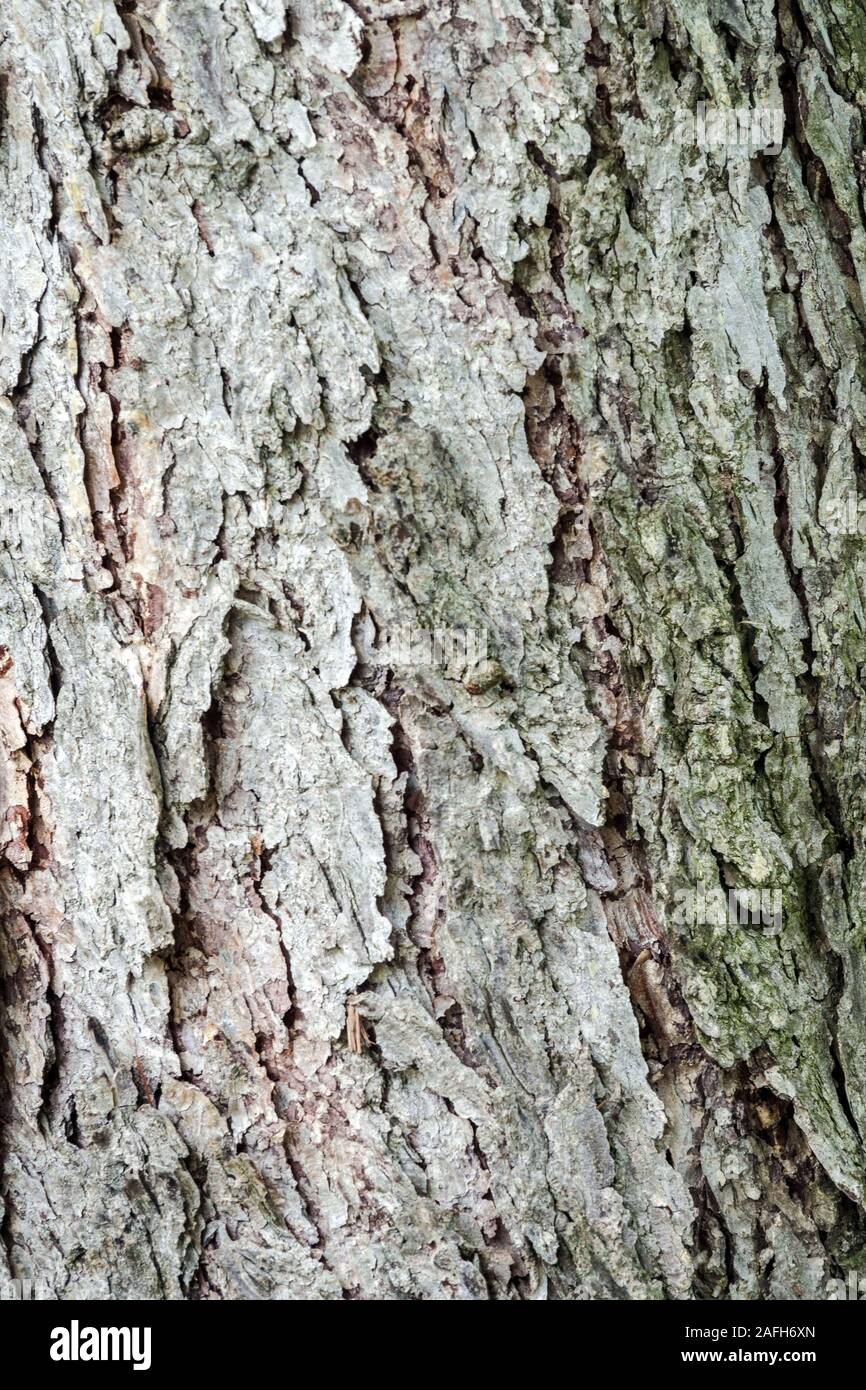 Larix kaempferi struttura di corteccia di larice giapponese Foto Stock