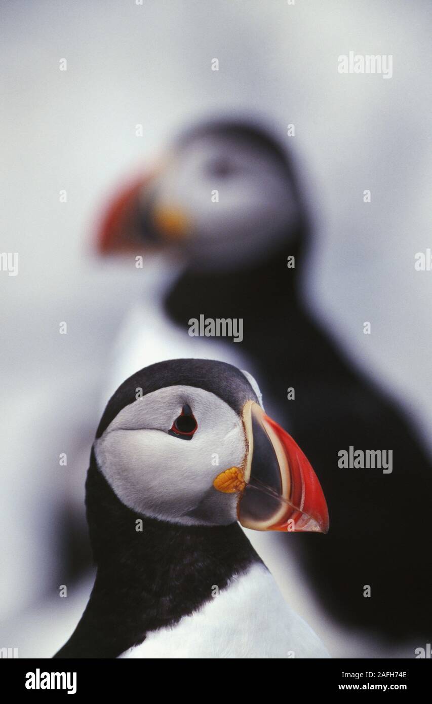Atlantic i puffini sulla guarnizione Machias isola nel Maine. Foto Stock
