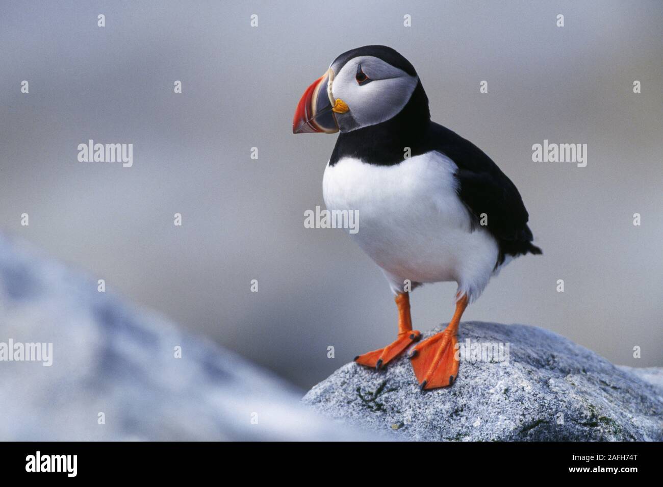 Atlantic Puffin sulla guarnizione Machias isola nel Maine. Foto Stock
