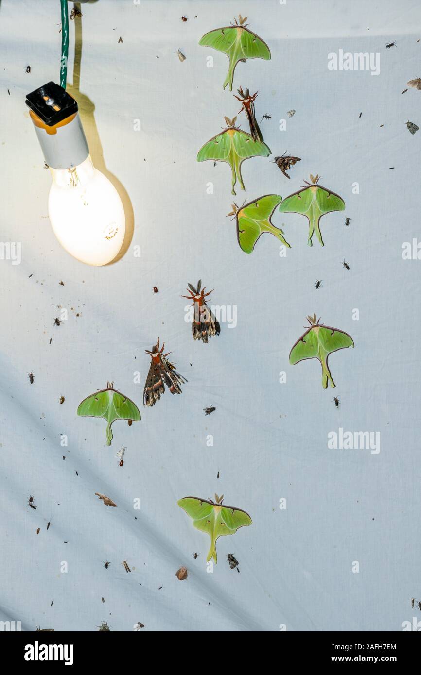 Numero elevato di Luna falene sul foglio durante una molla a vapori di mercurio illuminazione notturna sessione Congaree vicino fiume, Carolina del Sud. Nota anche la peltata M Foto Stock