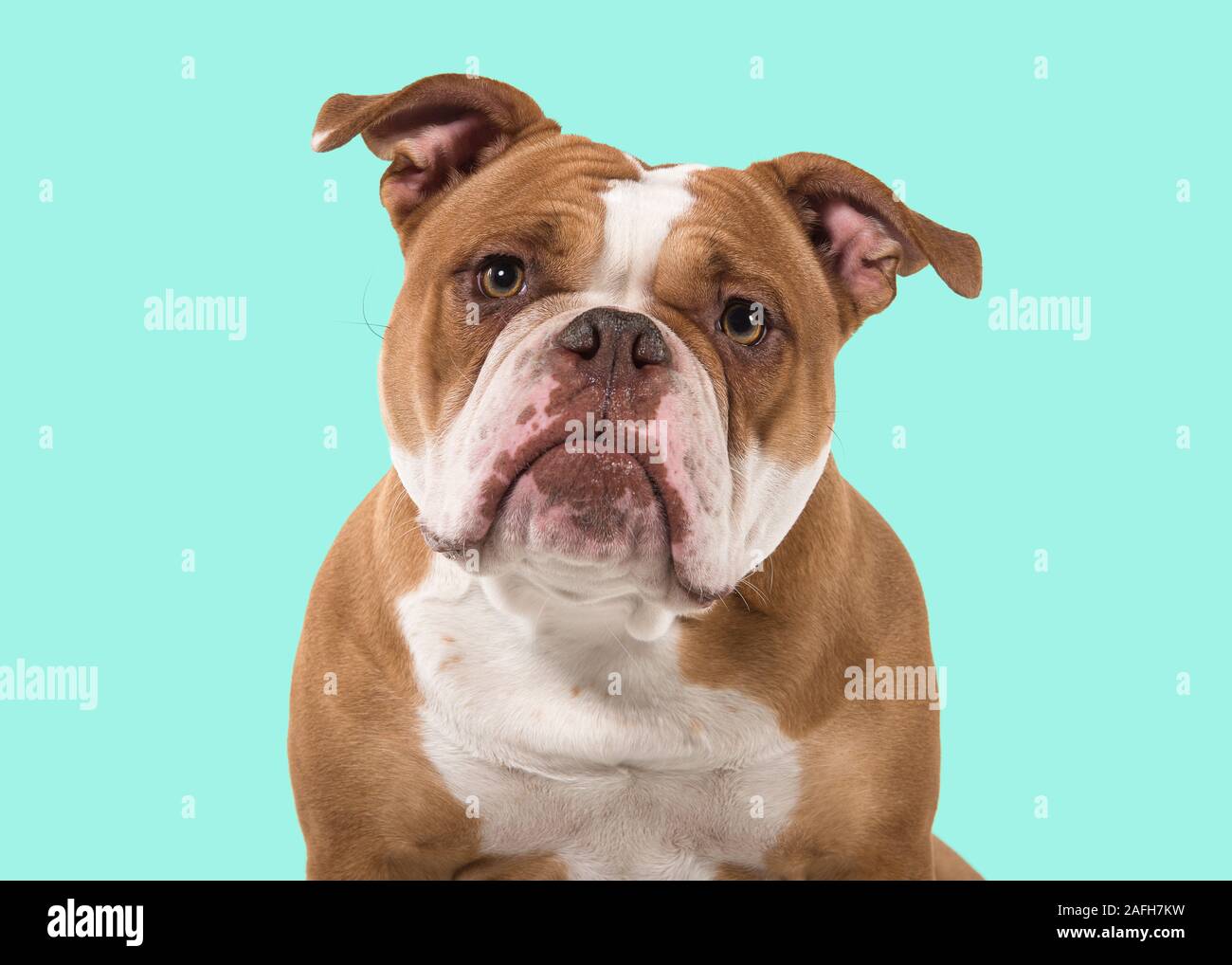 Ritratto di un vecchio Bulldog inglese sporgersi in avanti e guardando la telecamera isolata su uno sfondo blu Foto Stock