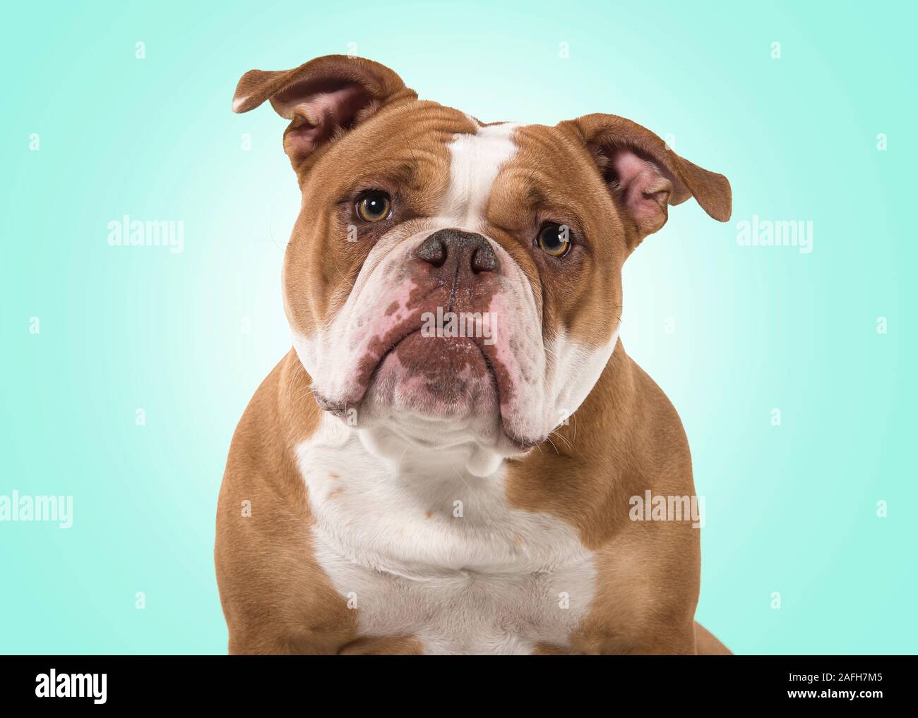 Ritratto di un vecchio Bulldog inglese sporgersi in avanti e guardando la telecamera isolata su uno sfondo blu con un punto bianco Foto Stock