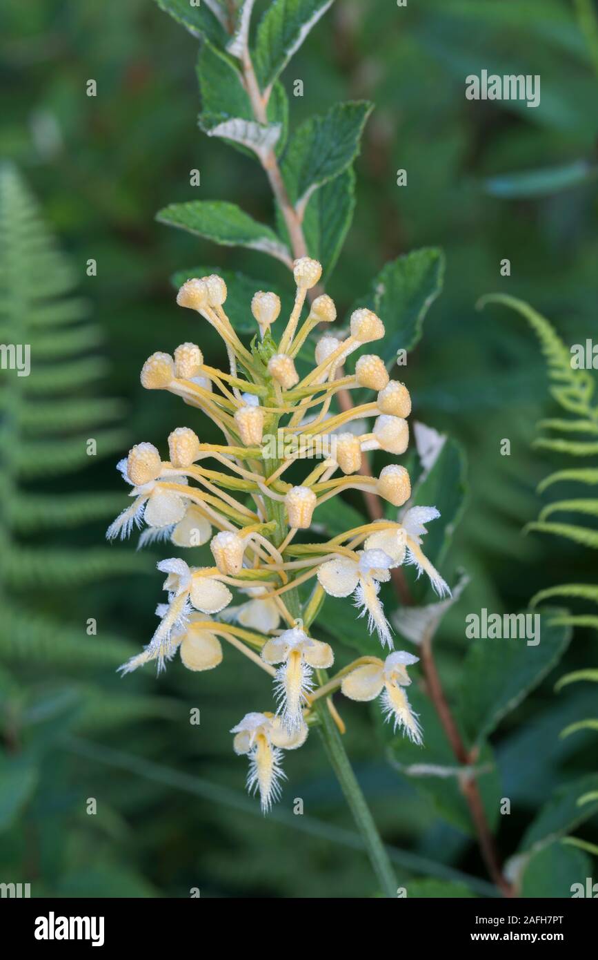 Bicolor Bog Orchid (Platanthera X bicolore) rinvenibile in natura ibrido tra P. blephariglottis e P. ciliaris. In Pennsylvania, estate. Foto Stock