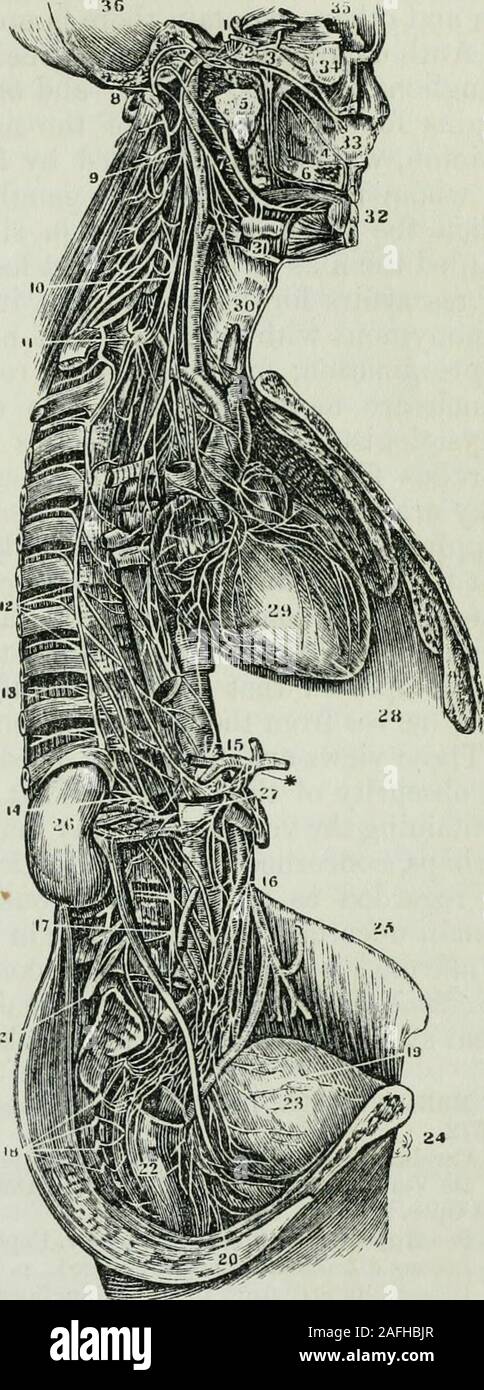 . Fisiologia umana. ing per le denominazioni INCI.sive fora-uomini. 5. Ramo di ricorrenti o nervo Vidian dividendo nella carotide e rami petrosal. 6. Poste-rior rami palatina. 7. Nervo linguale unite dalla chorda tympani. 8. Portio dura del seventhpair. 9. Ganglio cervicale superiore. 10 Medio ganglio cervicale. 11. Inferiore ganglio cervicale. 12.Le radici del grande nervo splancnico derivanti dai gangli dorsali. 13. Minor nervo splancnico. 14.plesso renale. 15. Plesso Solare. 16. Plesso mesenterica. 17. Gangli lombare. 18. Gangli sacrale. 19.plesso vescicale. 20. Plesso rettale. 21. Plesso lombare (c Foto Stock