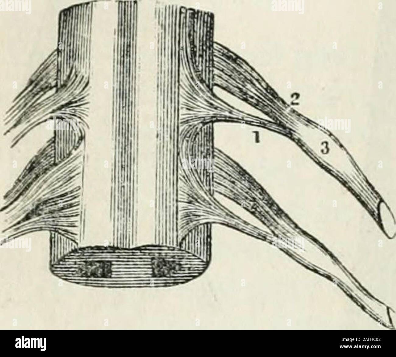 . Fisiologia umana. Un nervo costituito da molte piccole corde o funi-culi avvolto in un comune areolare guaina. A. Il nervo,il resto. B. Un singolo funiculus estratto da VOL. I.-41 De struttura Nervorum, Hal., 1796. 642 sensibilità. Fig. 201.. 1. Anteriore o di radice del motore di un spinalnerve. 2. Posteriore o di radice sensoriale. 3. Ganglio collegato con quest'ultimo. Fig. 202. Fino a quando dei tardi anni, tlie nervi erano universalmente diviso, in funzionedella la loro origine, in encefaliche e spinali; ma, più recentemente, anato-mical divisioni sono state proposte,basato sull'utilizza sembrano fulfilin l'economia. Foto Stock