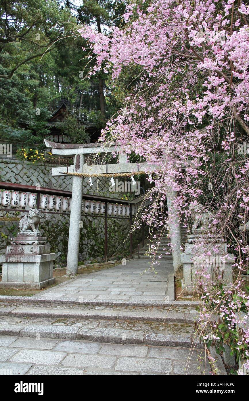KYOTO, Giappone - 16 Aprile 2012: Hachi Santuario con fiori di ciliegio a Kyoto, in Giappone. Il santuario si trova a Ginkakuji motivi in Sakyo-ku distretto di K Foto Stock