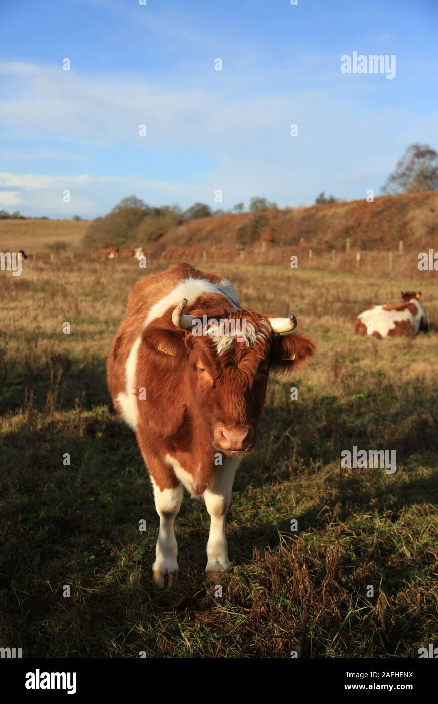 Una mucca Shetland sotto il sole, Worcestershire, Regno Unito. Foto Stock