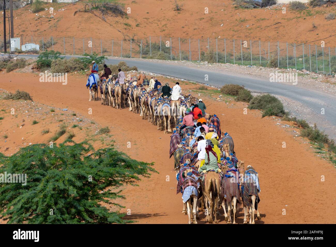 "Ras al Khaimah Ras al Khaimah/Emirati Arabi Uniti - 12/14/2019: gruppo di cammelli in caravan risalendo la pista di sabbia lontano dalla pista' Foto Stock