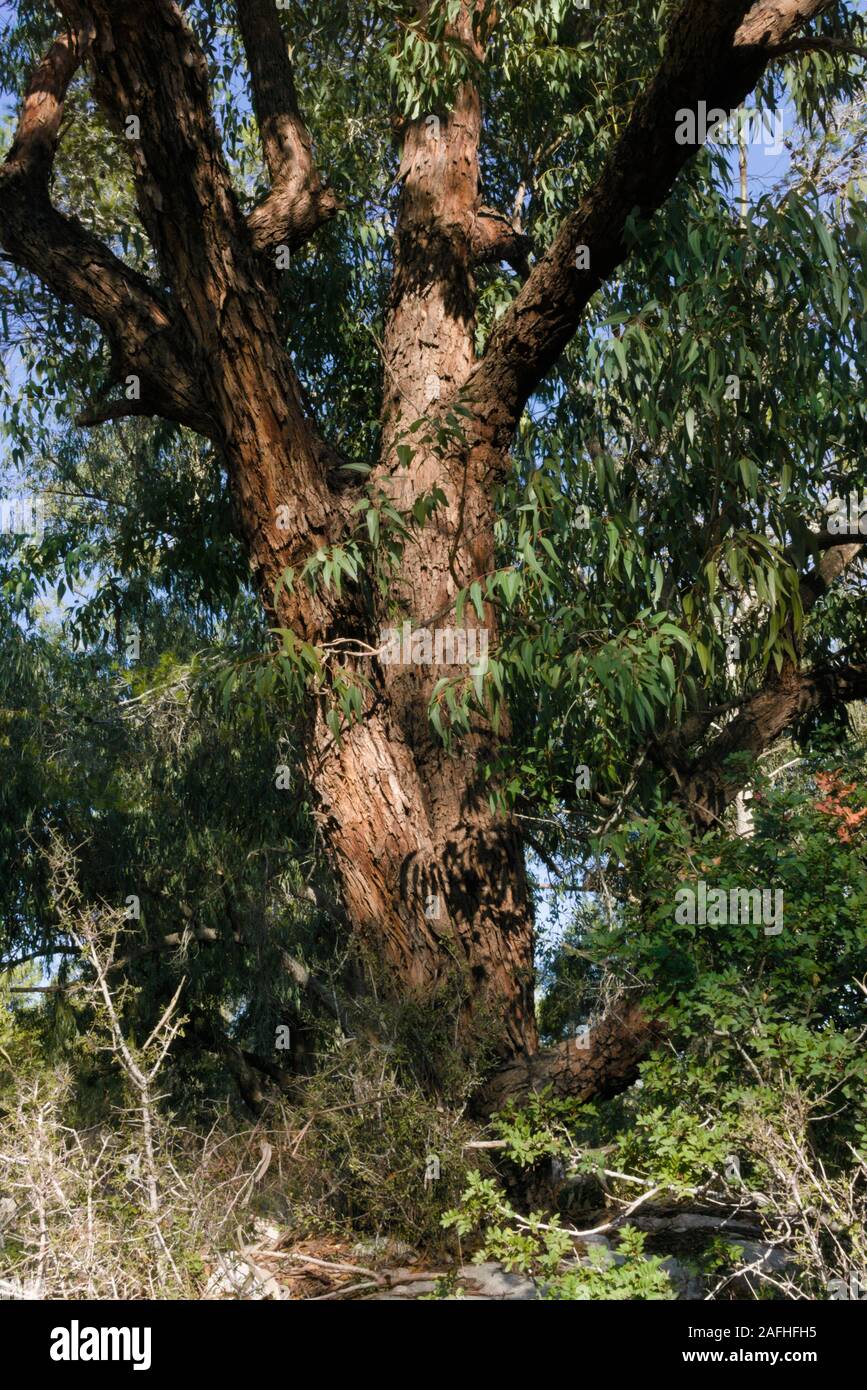 Albero di eucalipto Foto Stock