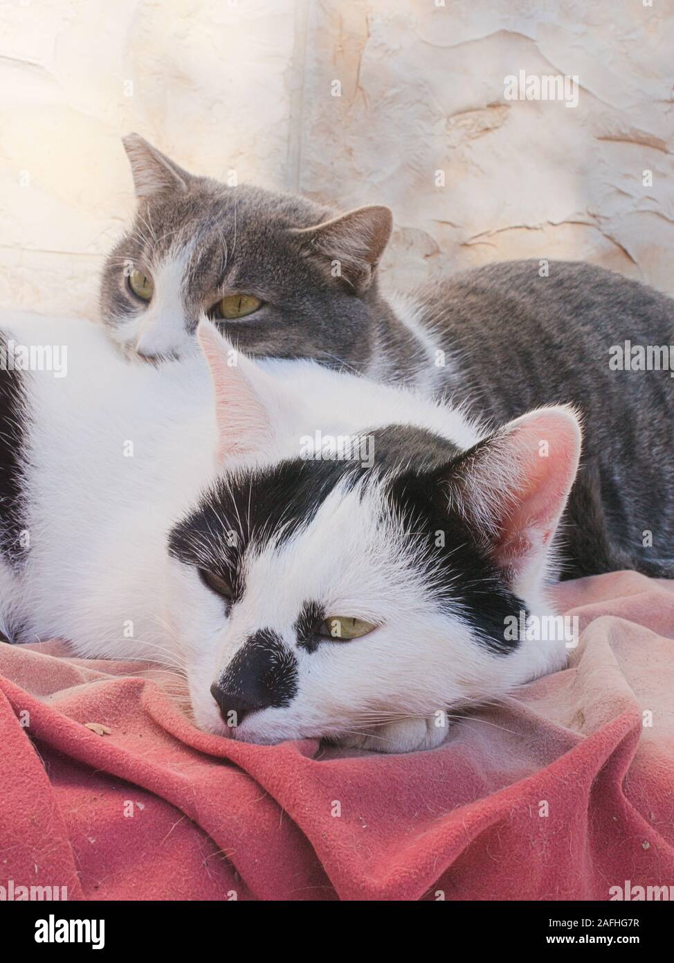 Teneri gatti Foto Stock
