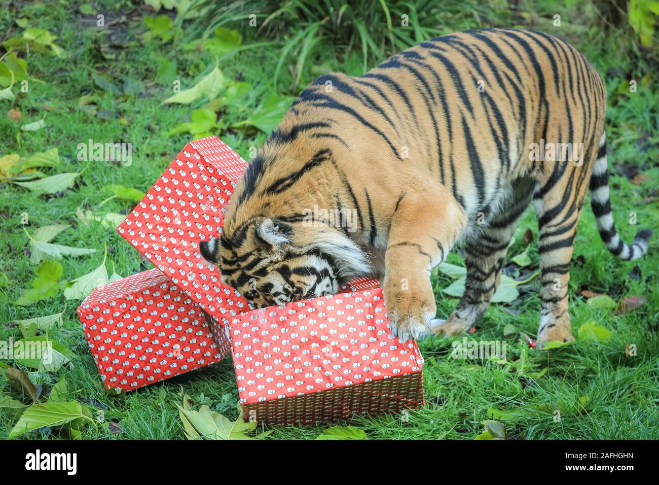 Londra 16 Dic 2019. Nel territorio della Tigre, tigre di Sumatra Asim pounces su vivacemente avvolto presenta riempito con il suo preferito la Turchia ali. Le tigri di Sumatra (Panthera tigris sumatrae) sono classificati come specie gravemente minacciate nel selvaggio attraverso la perdita di habitat e la caccia di frodo, con meno di 300 a sinistra. Il conto alla rovescia per il Natale ha iniziato allo Zoo di Londra, come i custodi del giardino zoologico occupato portare sorprese stagionali per lo Zoo di residenti. Nel territorio della Tigre, tigre di Sumatra Asim pounces su vivacemente avvolto presenta riempito con il suo preferito la Turchia ali. Credito: Imageplotter/Alamy Live News Foto Stock