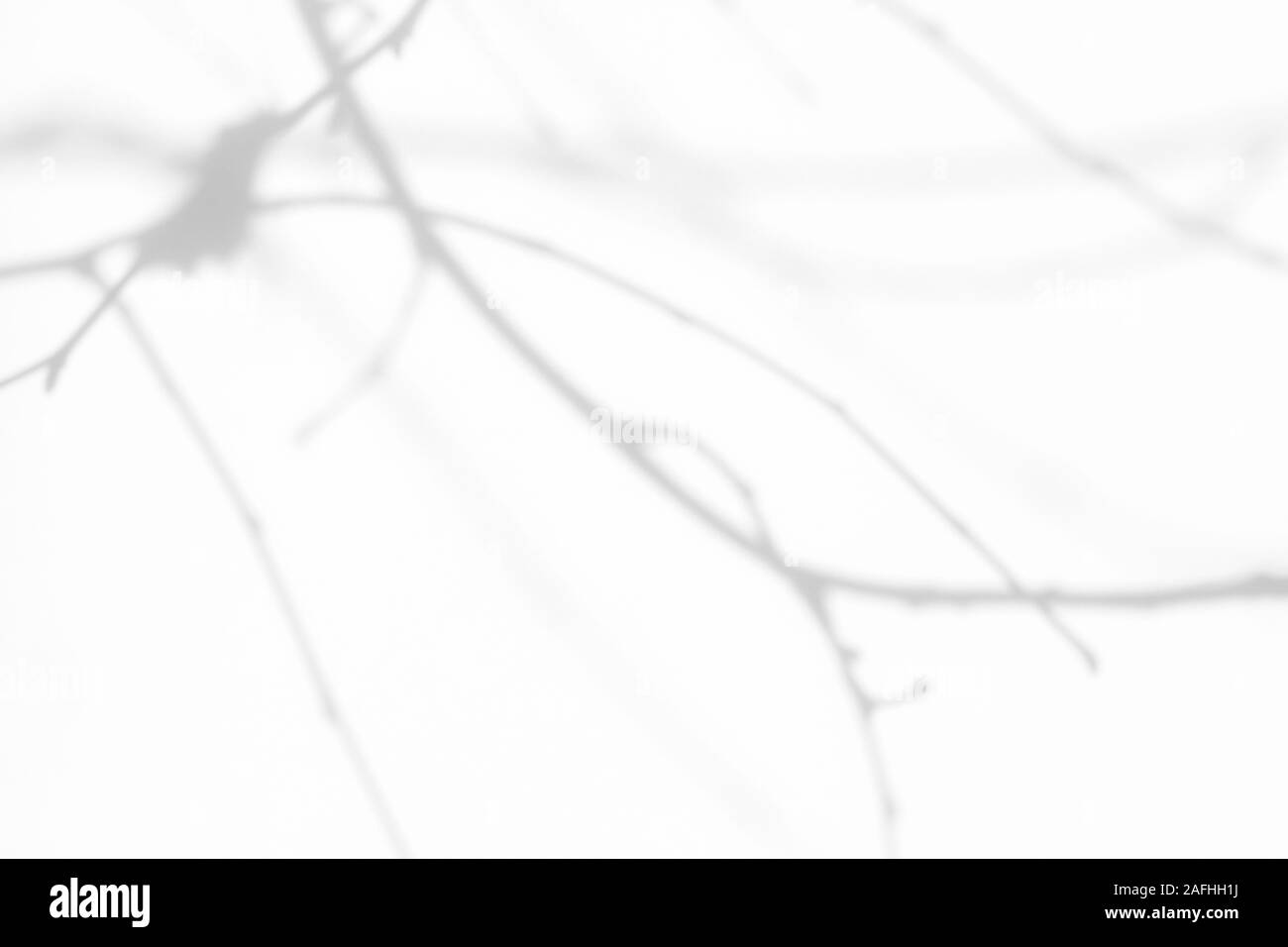Ombre di grigio dell'albero brunch su una parete bianca. Neutro astratto concetto natura sfondo Foto Stock
