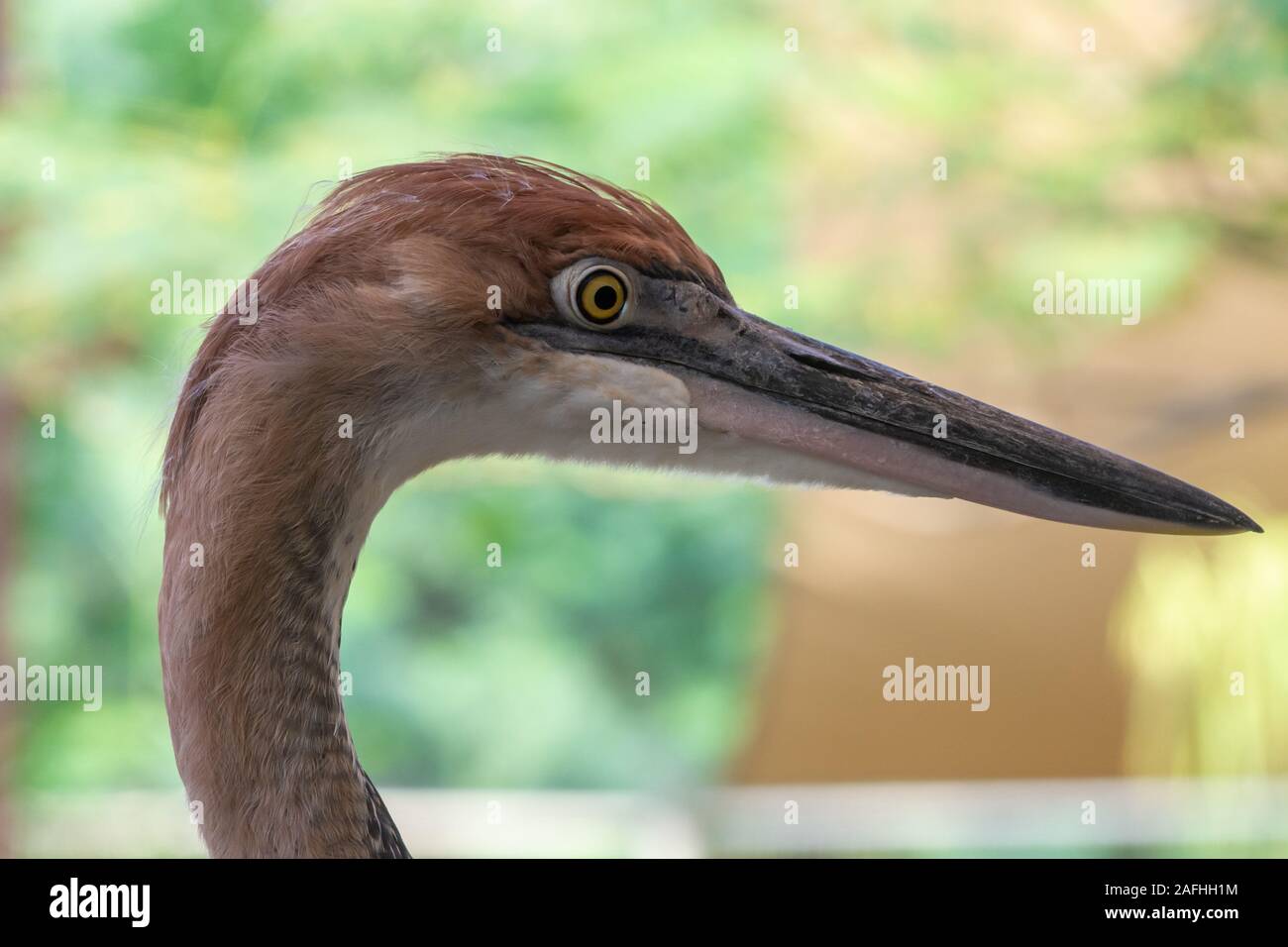 Un Goliath airone rosso (Ardea goliath), noto anche come il gigante heron testa vicino. Foto Stock