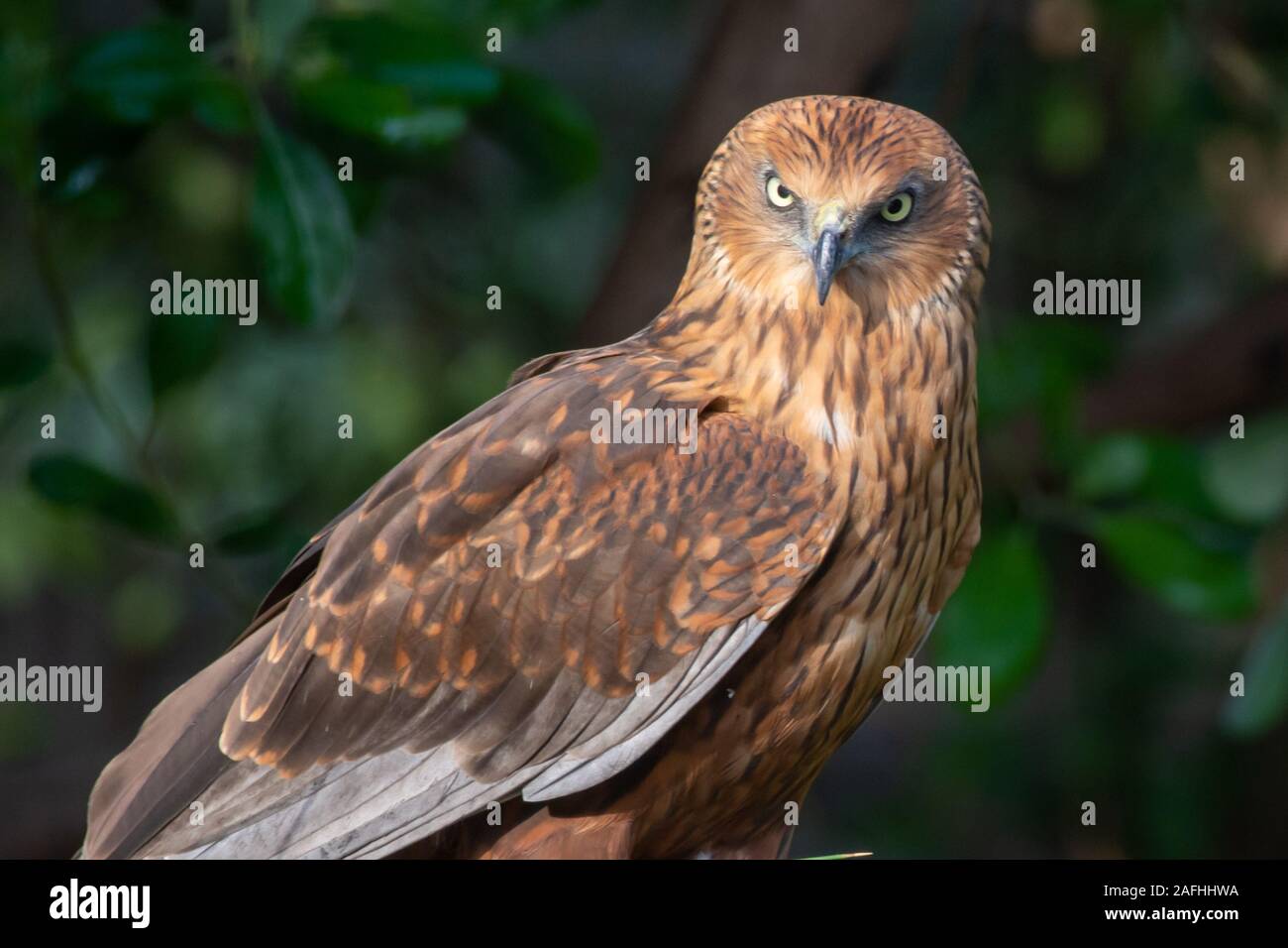 Una chiusura di una femmina di western Marsh Harrier (Circus aeruginosus) un piccolo raptor in piedi sul suolo guardando intorno. Foto Stock
