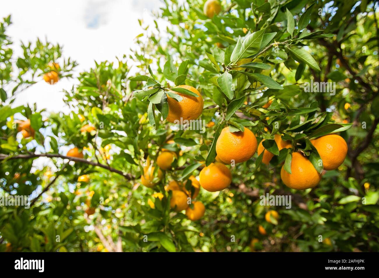 Mandarini arance in un frutteto nel delta del fiume Neretva in Croazia. Foto Stock