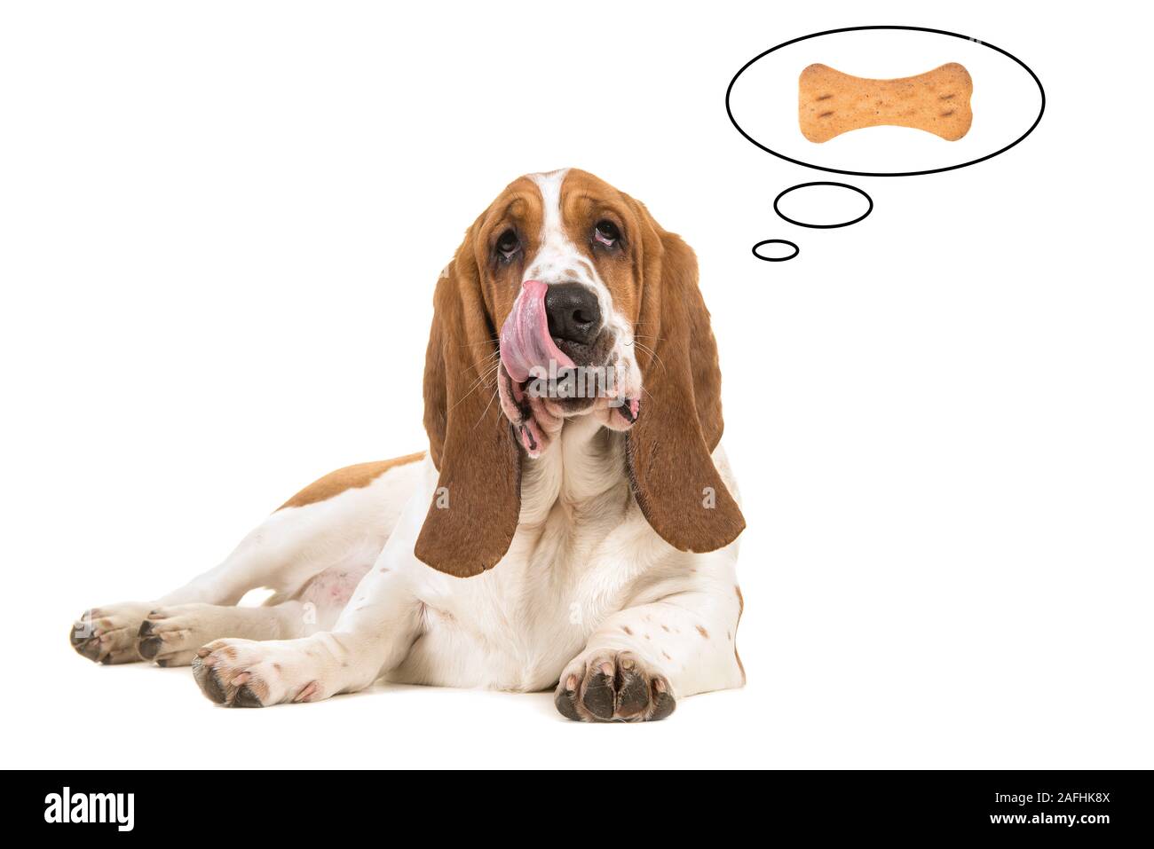 Basset Hound sdraiato con la lingua fuori della sua bocca leccare la sua bocca il pensiero di un osso cookie sagomato in un pensiero palloncino cartoon Foto Stock