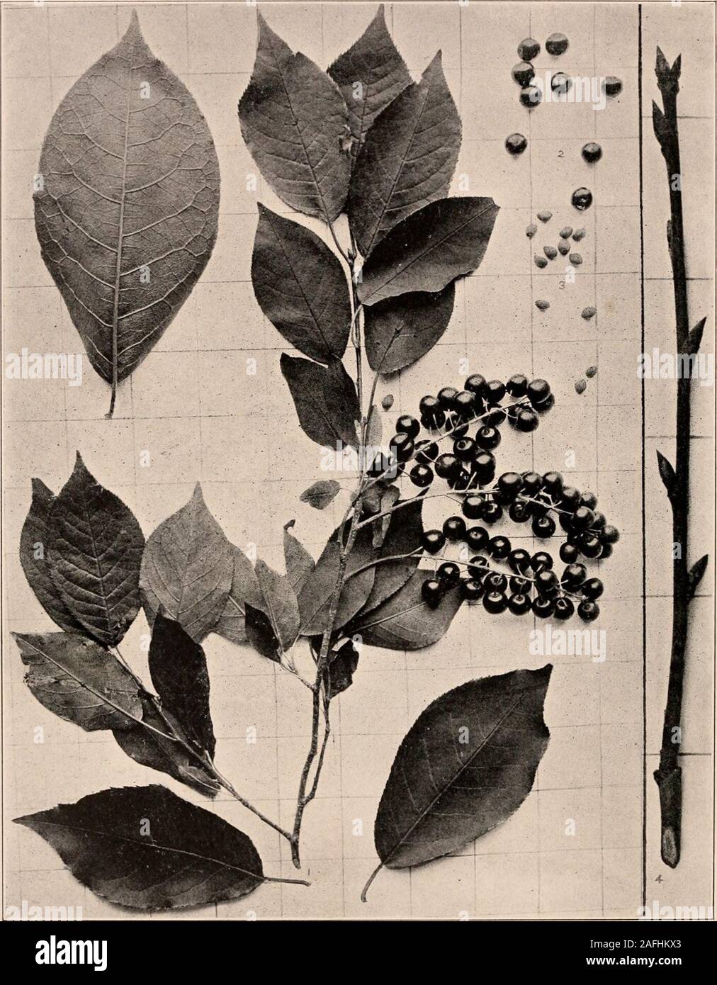 . Libretto di istruzioni degli alberi degli stati del Nord e Canada ad est delle Montagne Rocciose. Foto-descrittivo. Strozzatura ciliegia. Primus Virginiana L.. Fig. 323. Branchlet con foglie mature e frutti, ho ; frutto staccato, 2; box, 3 : branchlet inwinter, 4. 324. Trunk in Lewis Co., N. Y. Handbook di alberi degli Stati del Nord e Cana 2S1 la strozzatura Cherry è di solito un alto shruband solo sotto i più favorevoli conditionsdoes è diventare un albero liU a 30 ft. in altezza, withirregular sommità arrotondata ed è storto o leaningtrunk. Questo è raramente più di 0 o 8 in. indiameter, e viene conferita a un brownm grigiastro Foto Stock