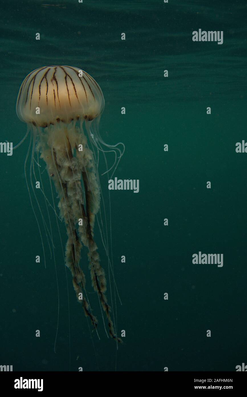 Una bussola meduse galleggianti in mare irlandese Foto Stock