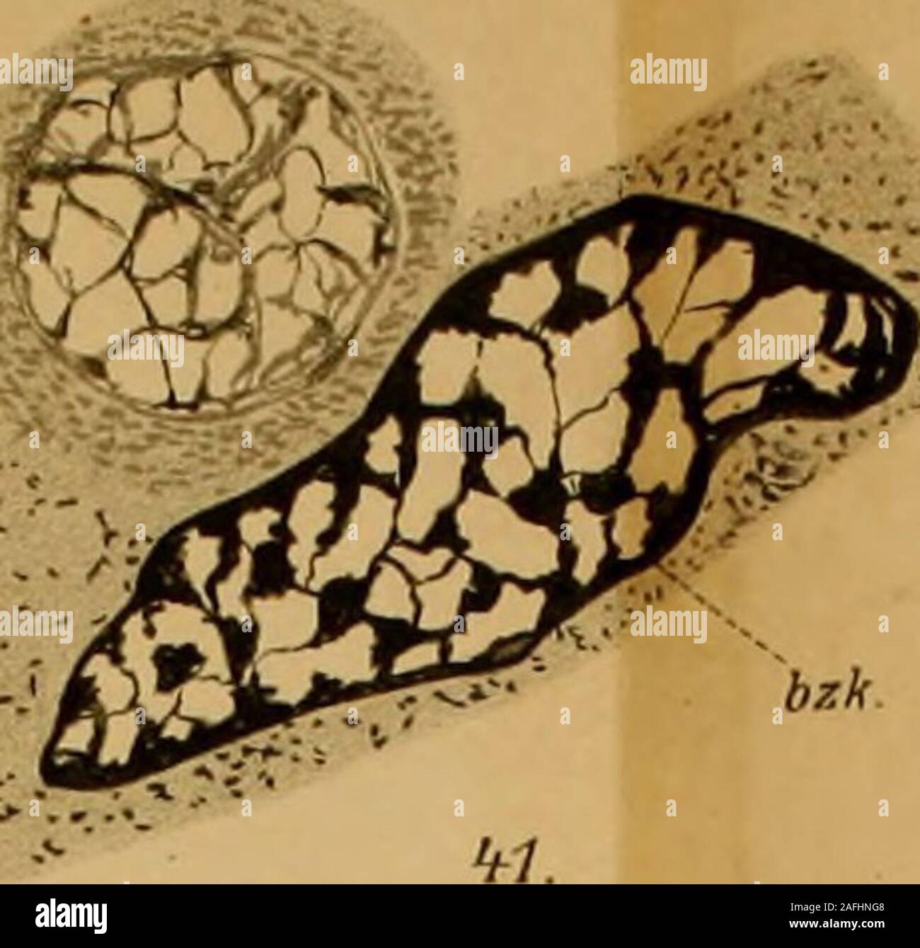 . Zeitschrift für wissenschaftliche Zoologie. ^Uma, m inleipsig LitkAnst YjohajiMsArndi,Jiiia,. Zeitschrift f. wiss. Zoologie. Bd. La CIL TAF. XIV 36 38.. Foto Stock