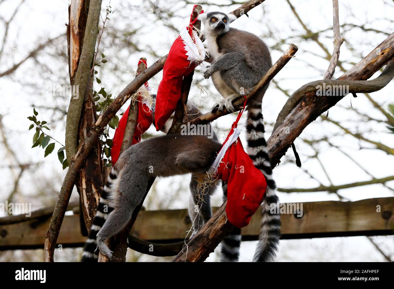 Anello-tailed lemuri mangiare festosa sinistra in calze di Natale allo Zoo di Londra. Foto di PA. Picture Data: lunedì 16 dicembre, 2019. Foto di credito dovrebbe leggere: Hollie Adams/PA FILO Foto Stock