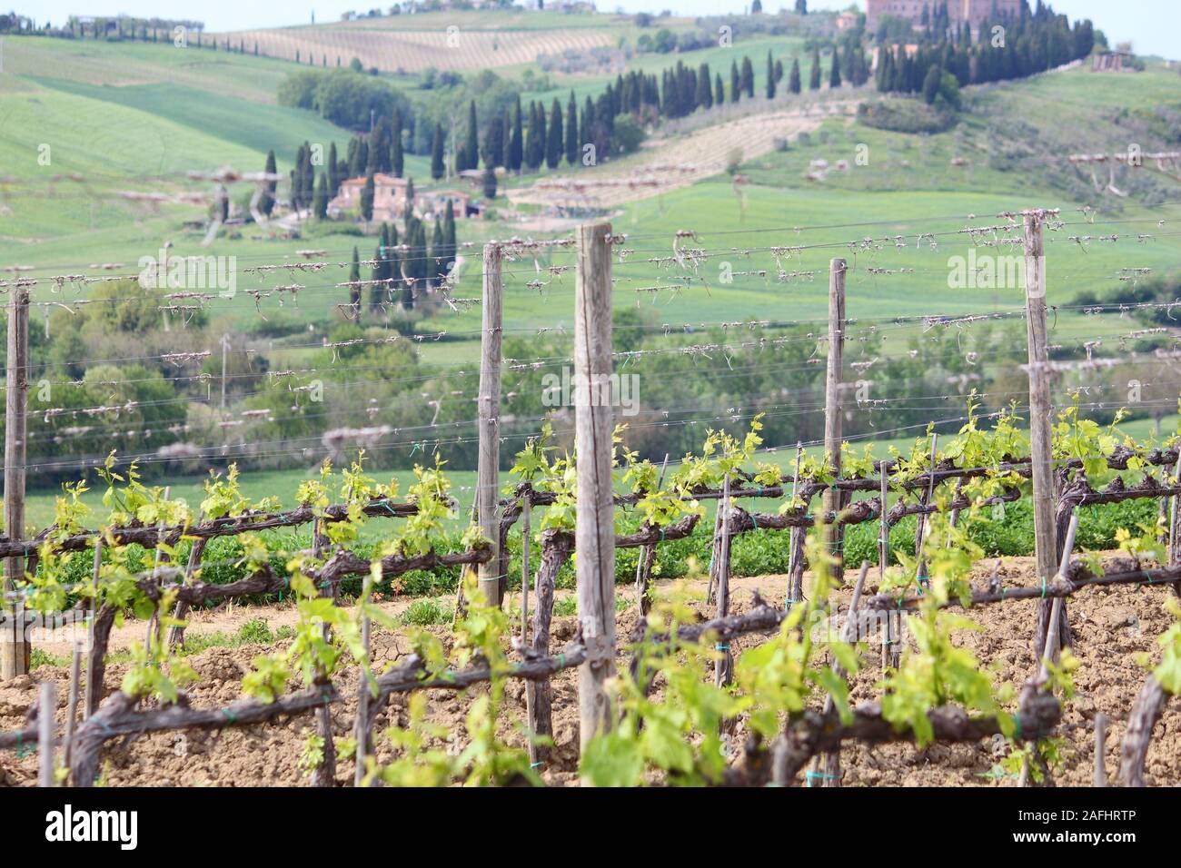 Vigneto in Toscana - Italia rurale. Superficie agricola in provincia di Siena. Foto Stock