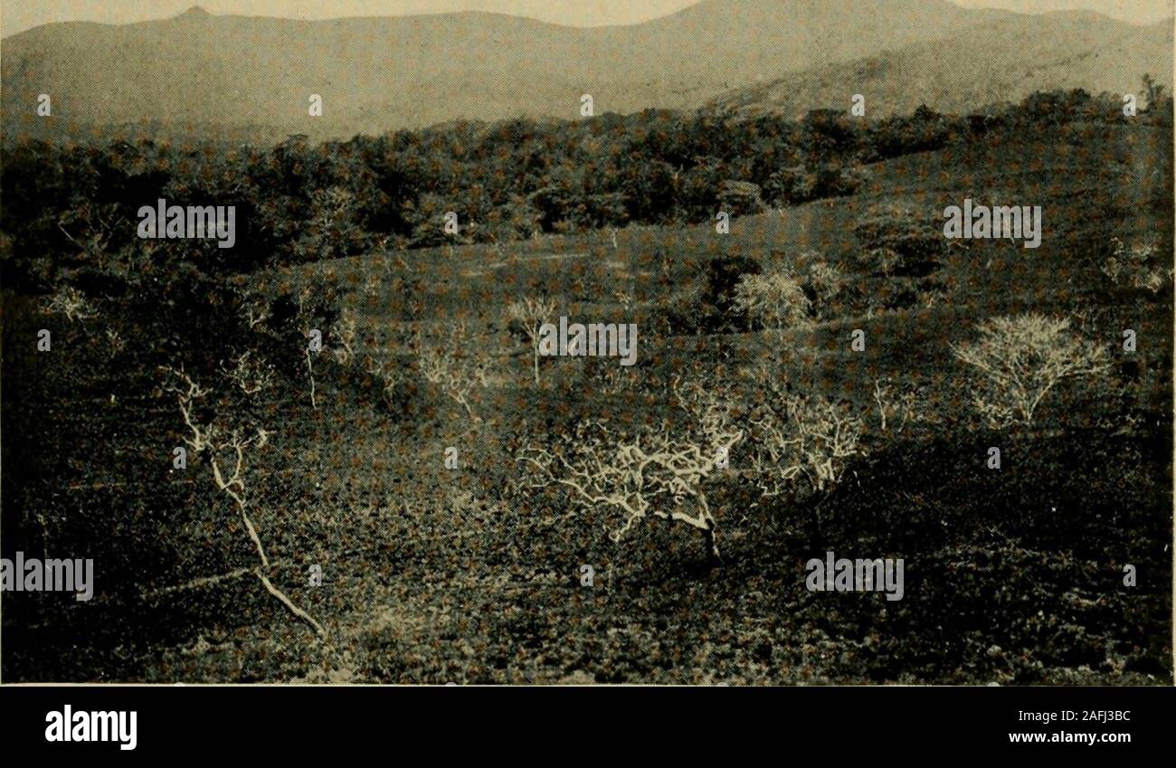 . Lo Smithsonian varie collezioni. elt, può essere representedby una più pallida di una controparte in più arido del territorio. Gli elenchi degli uccelli aremade fino principalmente di più specie caratteristiche e insiemeal i brevi elenchi di piante tendono a corroborare le deduzioni whichmight essere basato sui mammiferi da soli. Inferiore zona tropicale inferiore zona tropicale, una zona di alta temperatura, includesby di gran lunga la maggior parte della terra Isthmian superficie dalla Atlanticand riva del Pacifico attraverso le linee a basse elevazioni da mare a mare eper circa 3.000 a 3.500 metri di altitudine media lungo le pendici di thehigher m Foto Stock