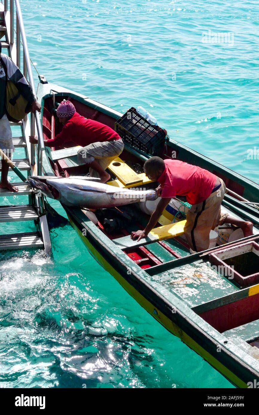 Santa Maria, Sal /Isole di Capo Verde - 19. Novembre, 2015: i pescatori africani di ritorno con la cattura di tonno fresco alla porta sul Capo Verde Isola di S Foto Stock