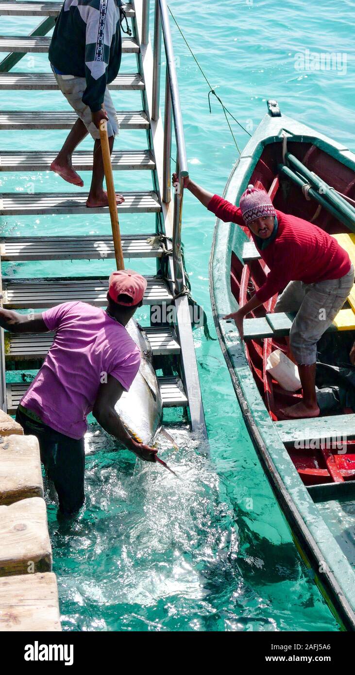 Santa Maria, Sal /Isole di Capo Verde - 19. Novembre, 2015: i pescatori africani di ritorno con la cattura di tonno fresco alla porta sul Capo Verde Isola di S Foto Stock