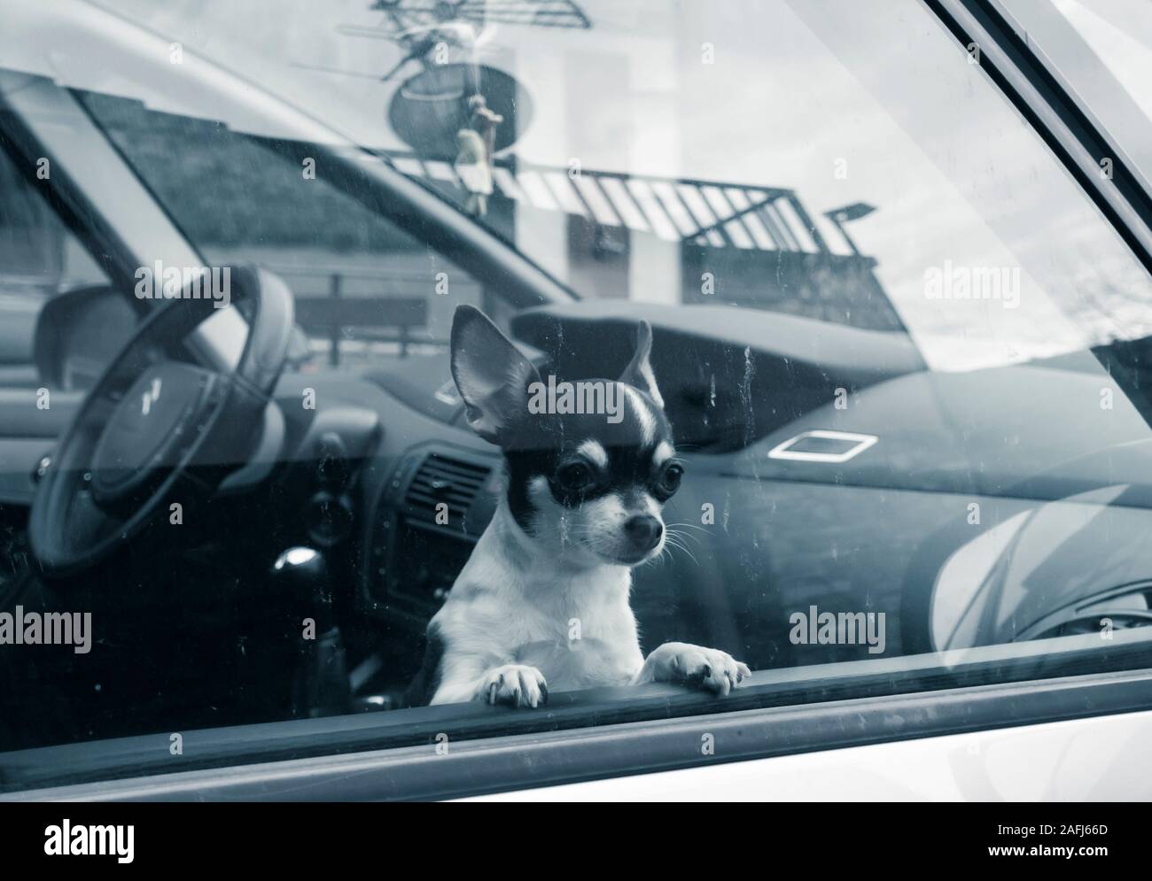 Piccolo Cane Chihuahua guardando fuori della finestra auto. Foto Stock