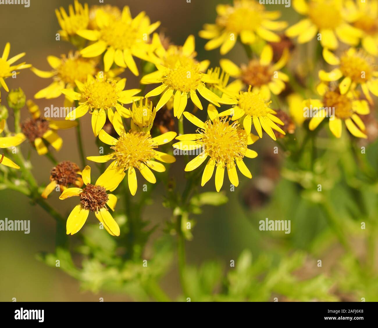 Comune di fiori selvaggi erba tossica (Senecio jacobaea) in fiore in novembre. Tipperary, Irlanda Foto Stock