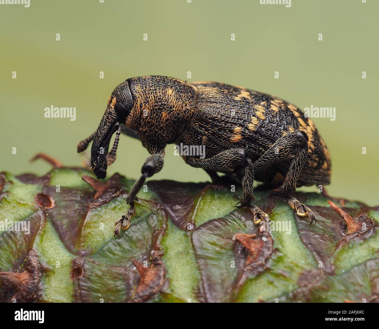 Grande Pino curculione (Hylobius abietis) seduto sul cono di pino. Tipperary, Irlanda Foto Stock
