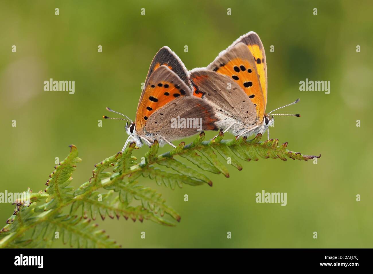 Coppia di coniugati di piccole farfalle di rame (Lycaena phlaeas) arroccato su di felce. Tipperary, Irlanda Foto Stock